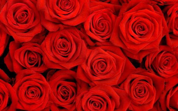 Cool red Rose wallpaper HD.