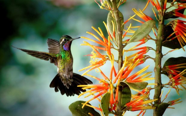 Cool Hummingbird Wallpaper Download Free.