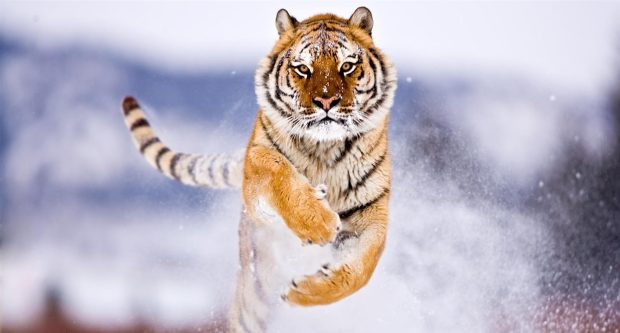 Cute Animals Snow Winter Wallpapers.