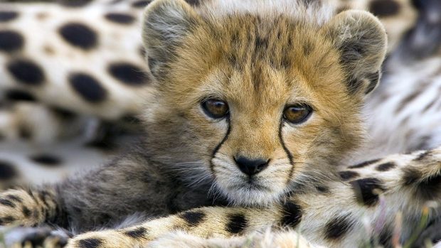 Cute Baby Animal Cheetah.