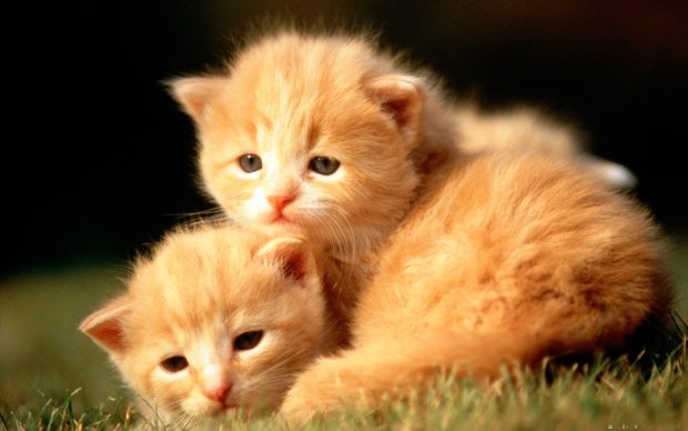 Cute Baby Animal Wallpaper HD.