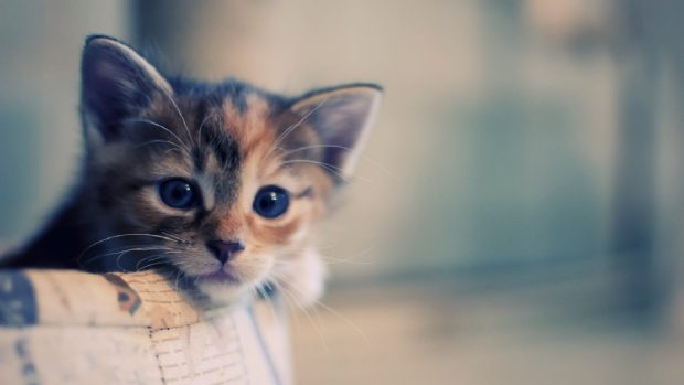 Cute Cat Wallpaper Desktop.