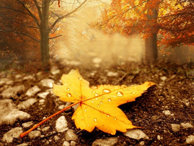 Cute Fall Leaves Wallpaper HD.