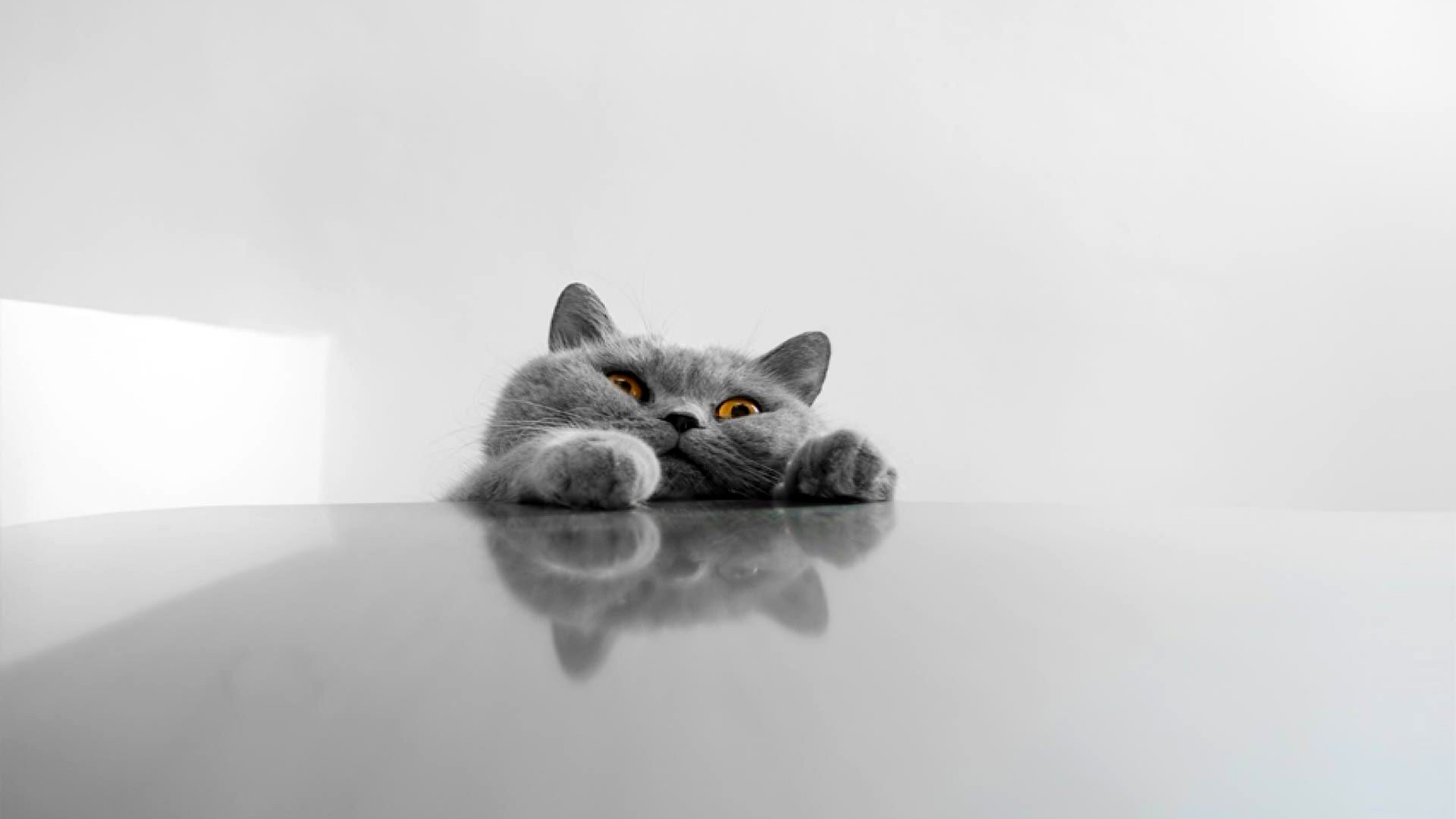  Lovely Cat Wallpaper HD  PixelsTalk Net