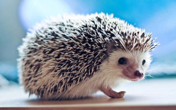 Cute Hedgehog Small Animal Wallpapers.