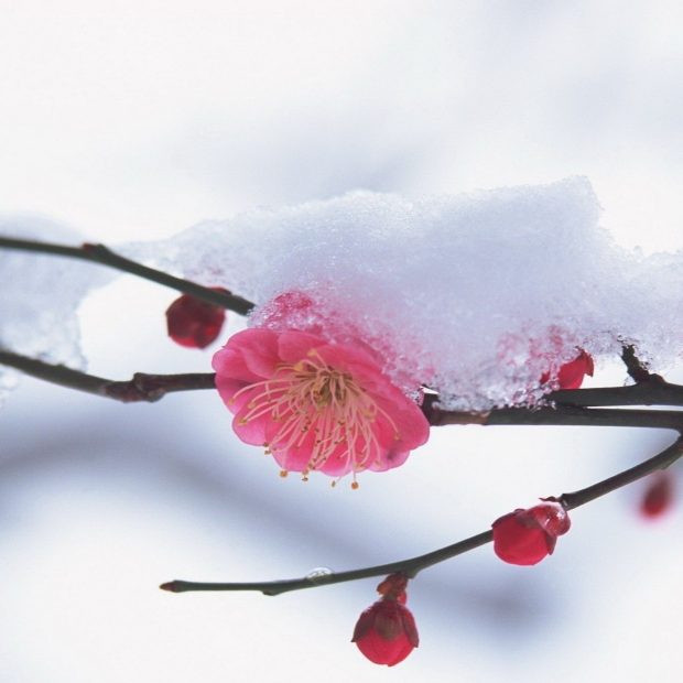 Cute Winter Cherry Flowers Wallpaper HD.