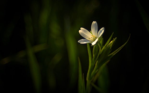 Dark Background White Flower.