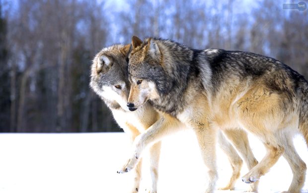 Dark Grey Wolf Backgrounds.