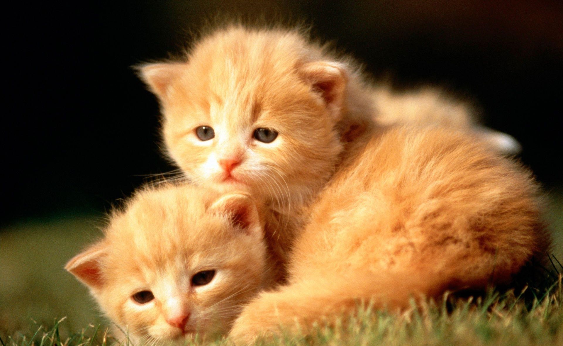 HD cute animals wallpapers | Peakpx