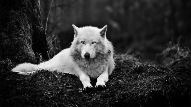 Download Wolf Backgrounds Free.