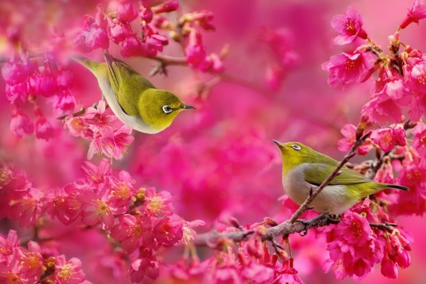 Download Free Birds and Blooms Background.