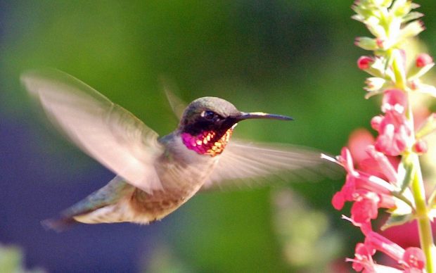 Download Free Hummingbird Wallpaper.