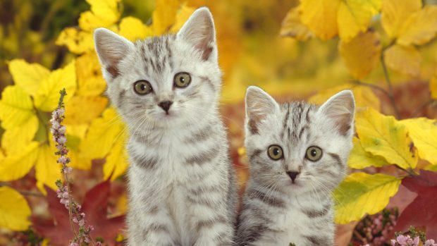 Dowwnload Double Cat Wallpaper Hd.