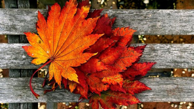 Fall Leaves Wallpaper HD 1080p.