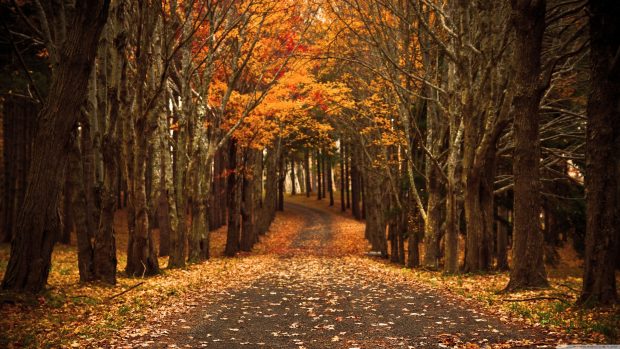 Fall Pictures HD for Desktop.