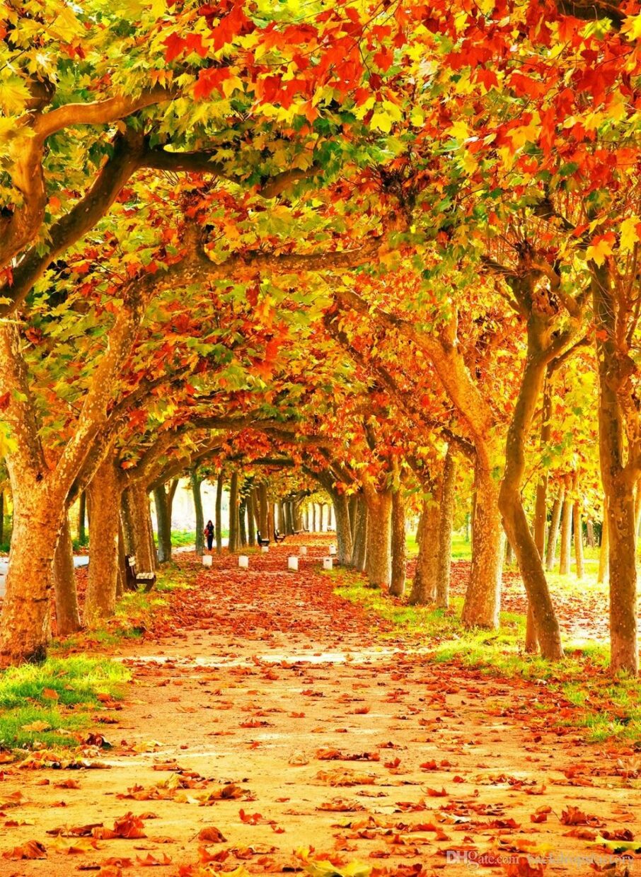 Beautiful Fall Pictures - PixelsTalk