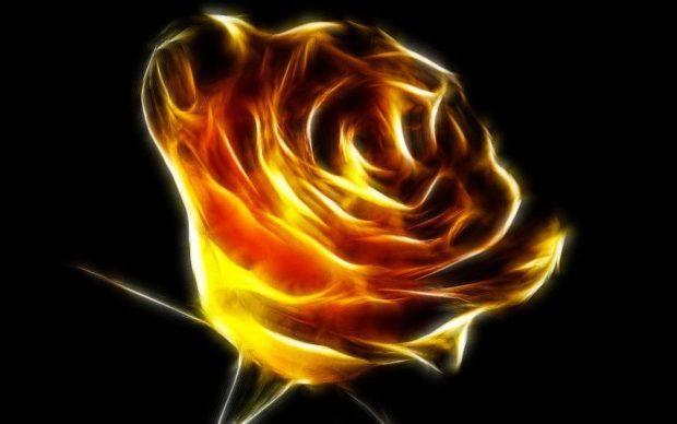 Fire yellow rose wallpaper.