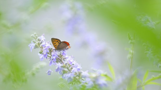 Nature Flower Bugs Butterfly Flowers Garden Wallpapers Free Download.