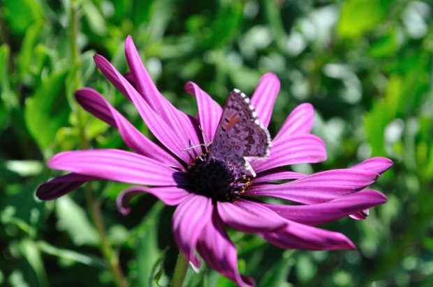 Daisy Flower Purple Butterfly Wallpaper For Sony Xperia.