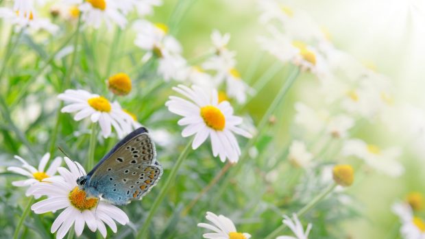 Flower Spring Flowers Butterfly Time Daisy Wallpapers.