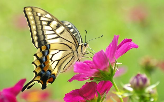 Flowers Butterfly Animal Wallpapers.