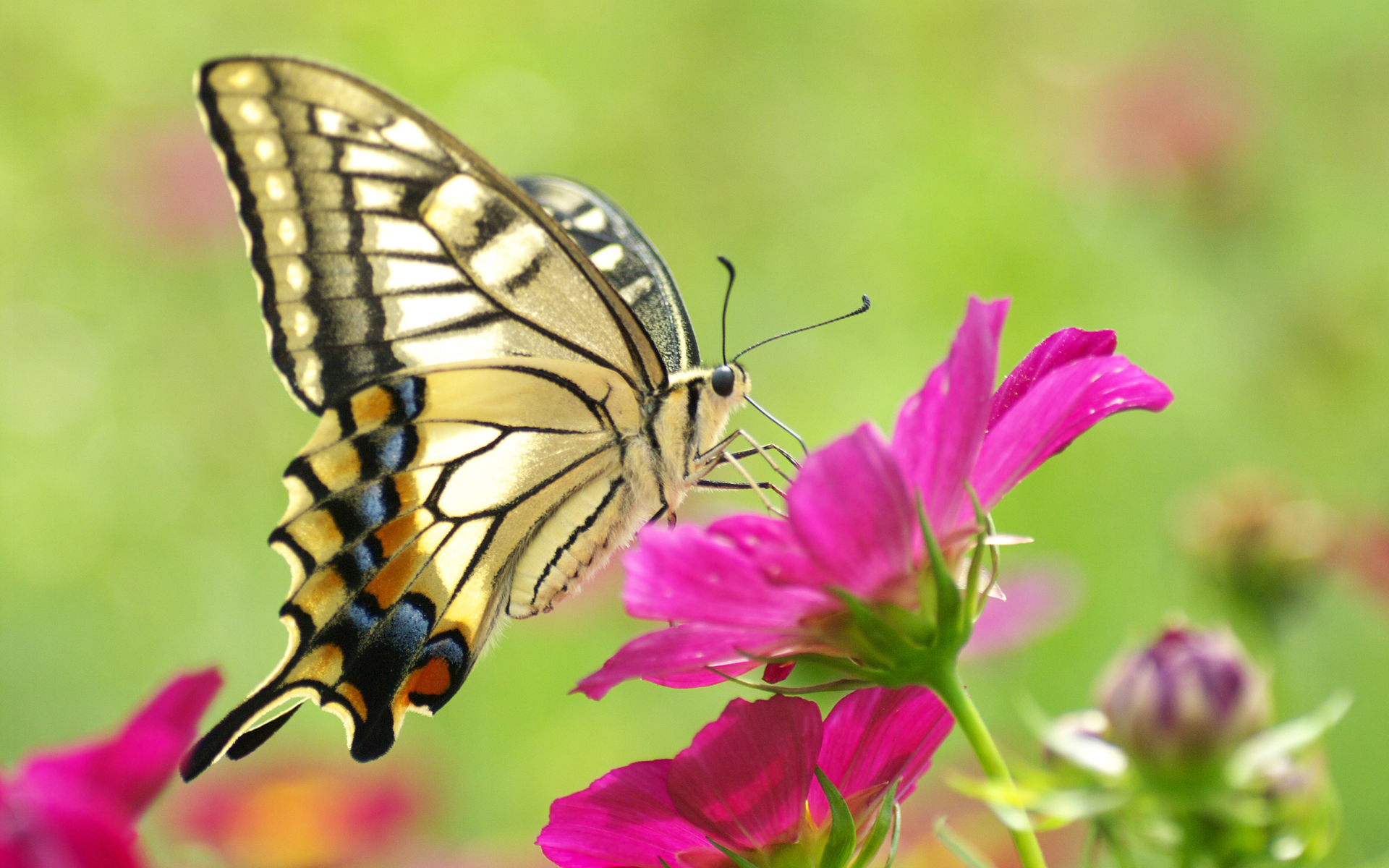 Flower Butterfly Wallpaper