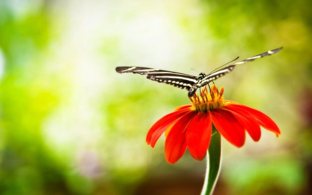 Flowers With Butterfly Wallpapers Hd.