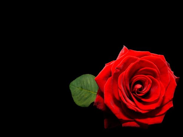 Love Nice Red Flower Black Rose Wallpaper.