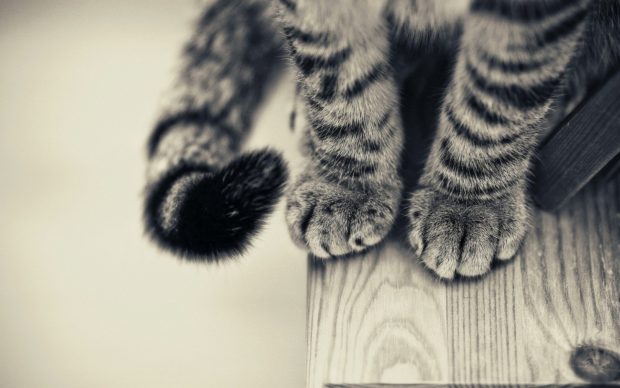 Free Download Lovely Cat Wallpaper.