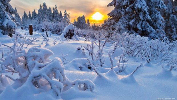 Free Download Winter Nature Wallpaper 1080p.