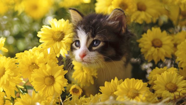 Kitten among mums.