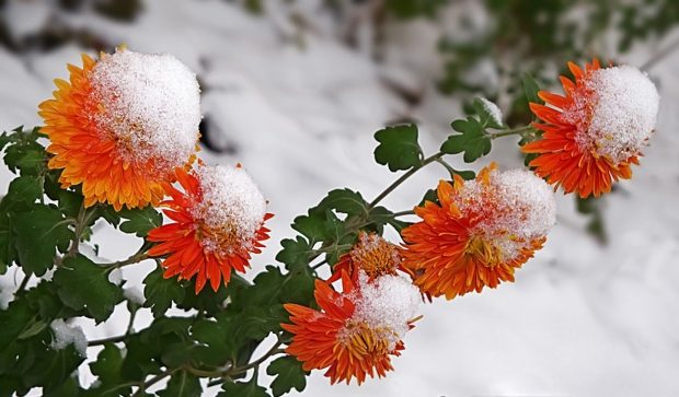 Free download Winter Flowers Image.