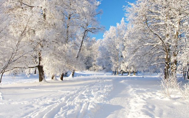 Free download Winter Snow Desktop Wallpaper.