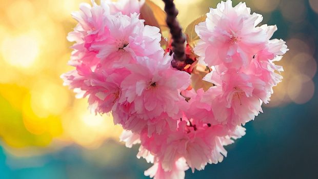 Flowers Spring Nature Love Heart Bloom Android Hd Wallpapers Free Download.