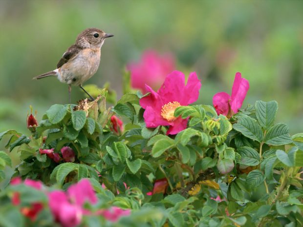 Free Birds Blooms Photo.