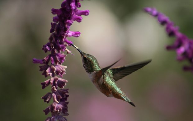 Free Download Hummingbird Wallpaper.