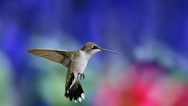 Full HD Hummingbird Wallpaper.