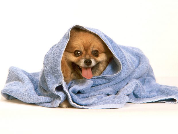 Funny Dog Wallpaper 1600x1200.