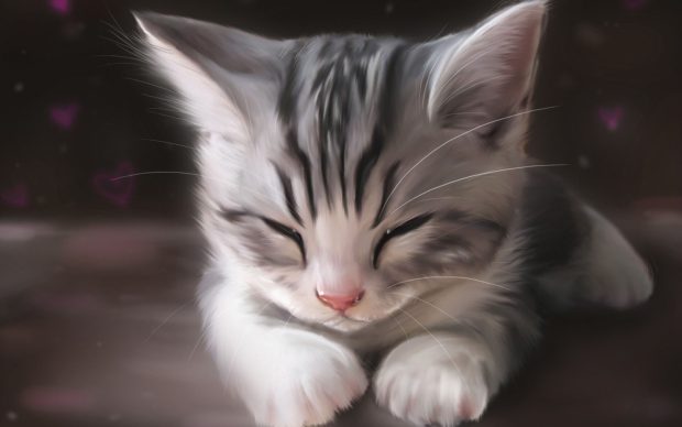 Funny Sleeping Cat Wallpapers.