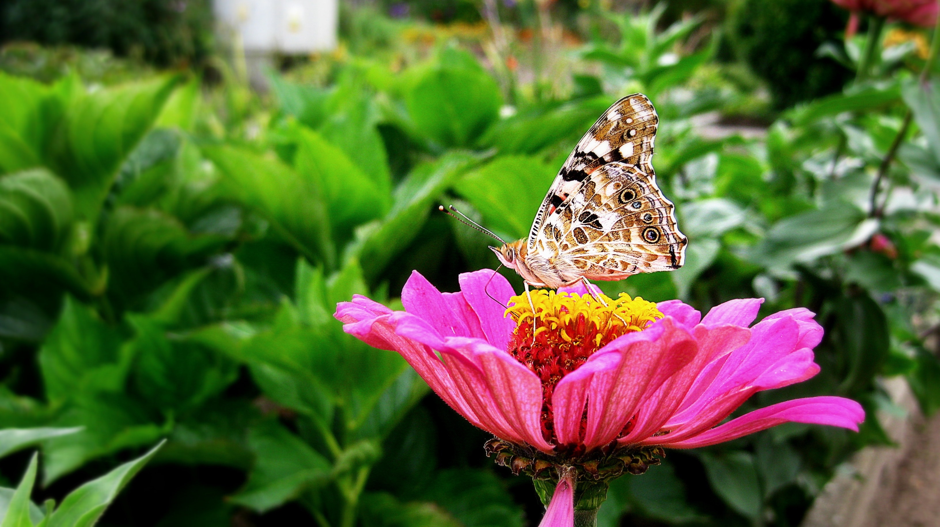 Flower Butterfly Wallpaper Free Download