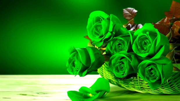 Green Roses Folwers HD Wallpapers Desktop.