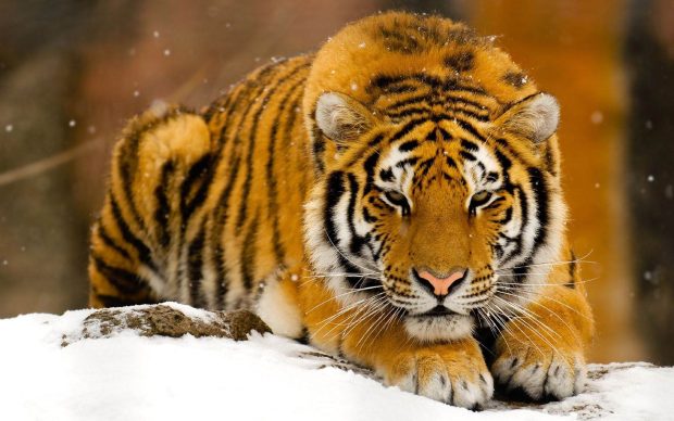 HD Animals Wallpapers 014.