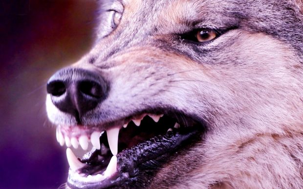 HD Desktop Wolf Wallpaper.