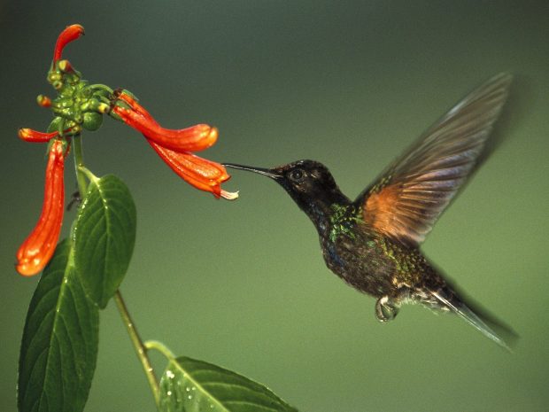 HD Birds and Blooms Background.