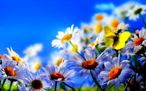 Hd Flower Butterfly Wallpaper.