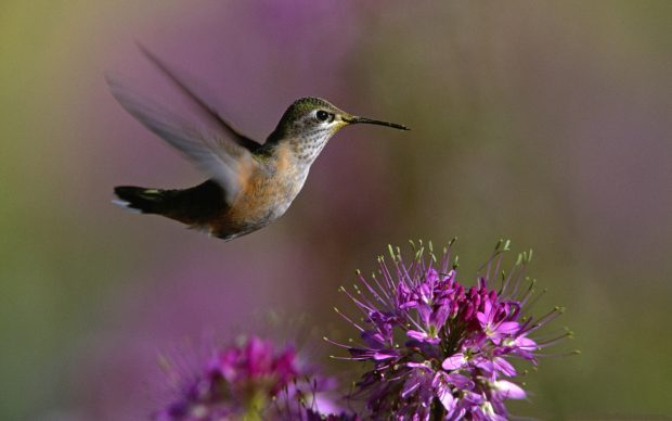 Hummingbird HD Wallpaper.