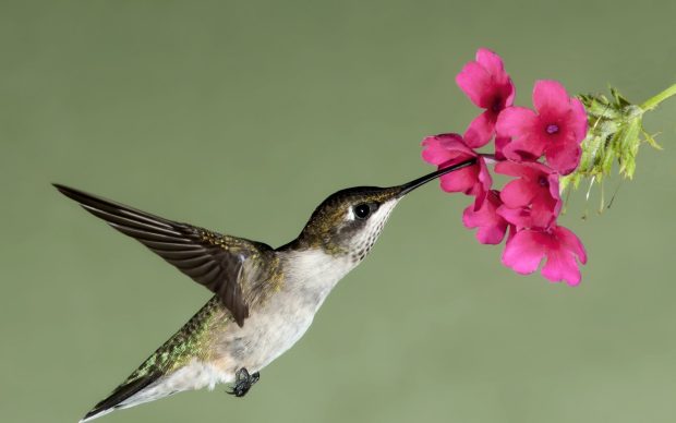 Hummingbird Image.