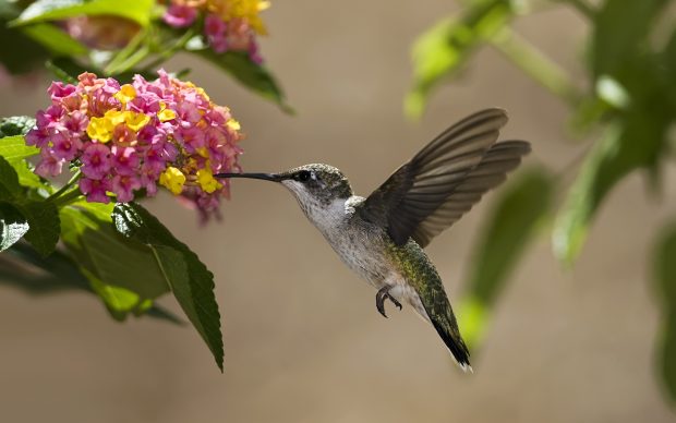 Hummingbird Wallpaper.