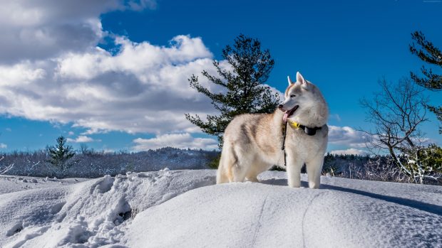 Husky Cute Animals Snow Winter.