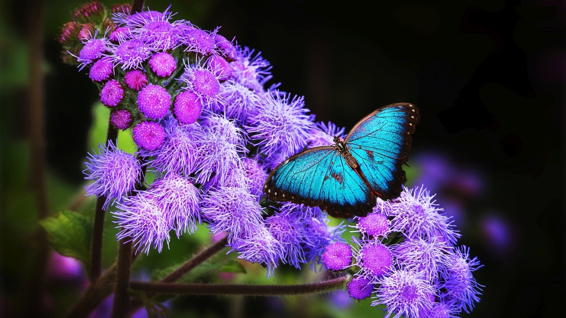 Blue Butterfly Wallpaper HD | PixelsTalk.Net